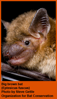 Big brown bat