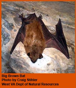 Big brown bat