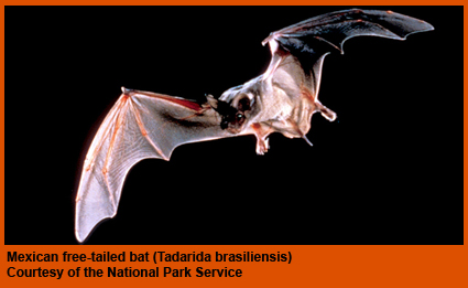 Mexican free-tailed bat