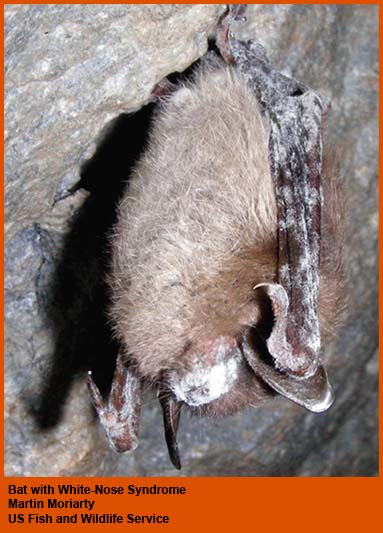 Bat with White-Nose Syndrome