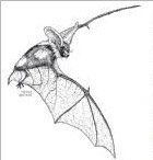 Western Bat Working Group logo
