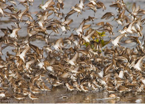 Shorebirds in flight