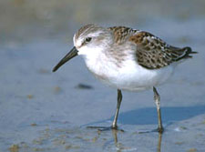 Western sandpiper