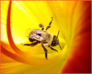 Bumble bee