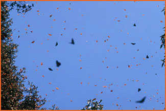 Butterflies in Mexico