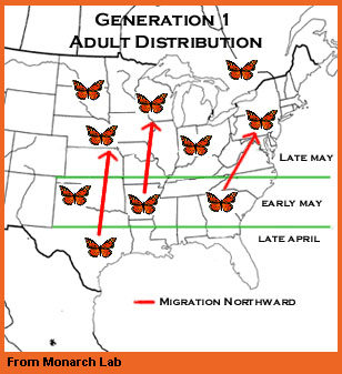 Generation 1 adult map