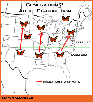 Generation 2 adults map