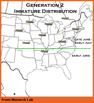 Generation 2 immature map