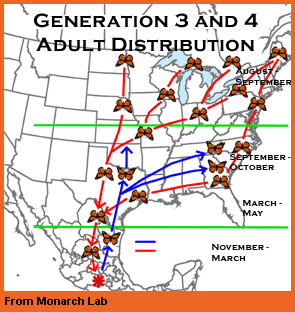 Generation 3 adults map