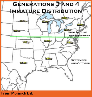 Generation 3 and 4 immature map