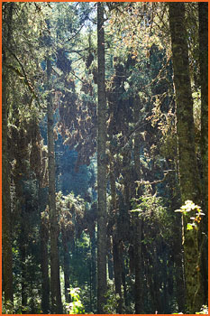 Butterflies in Mexican mountains