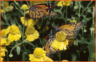 Monarch butterfly