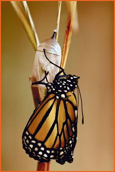 Monarch butterfly