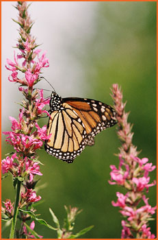 Monarch butterfly