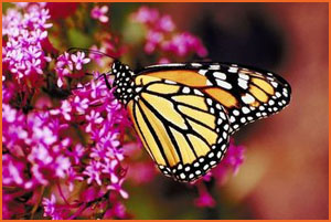 Monarch butterfly