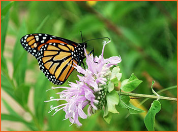 Monarch on flower
