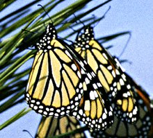 Monarchs on Pine Tree