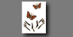 Monarchs in the Classroom