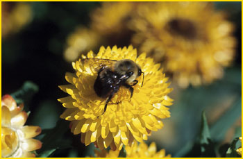 Bumble bee