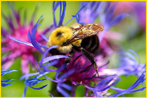 Bumble bee