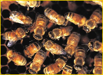 Honey bees