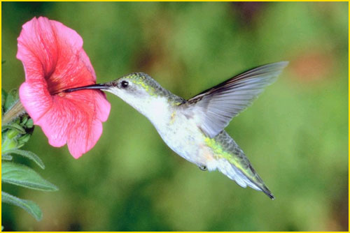 Hummingbird