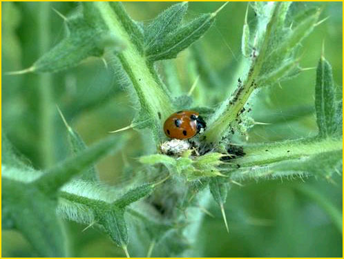 Ladybug
