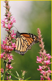 Monarch butterfly