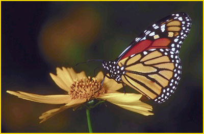 Monarch butterfly