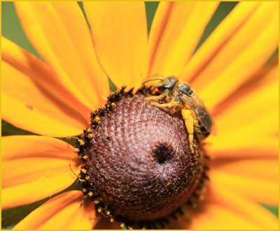 Bee