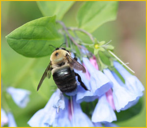 Bumble bee