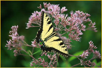 Tiger swallowtail