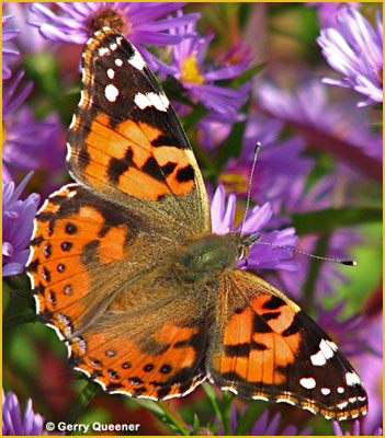 Painted lady
