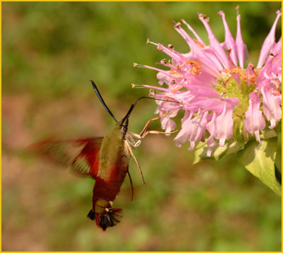 Hawkmoth