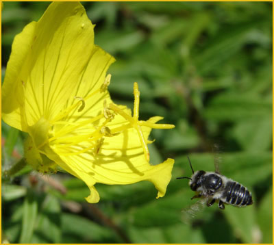 Pollinator