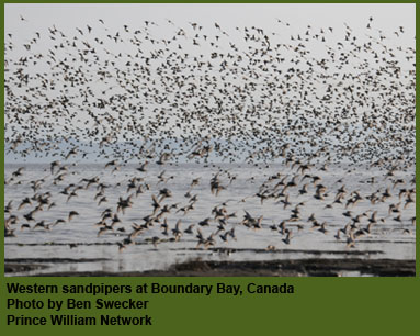 Boundary Bay near Vancouver, Canada