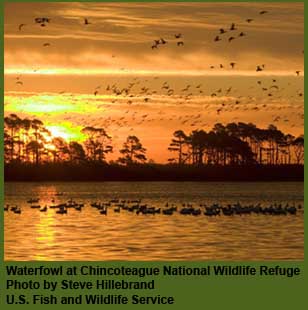 Waterfowl at Chincoteague NWR