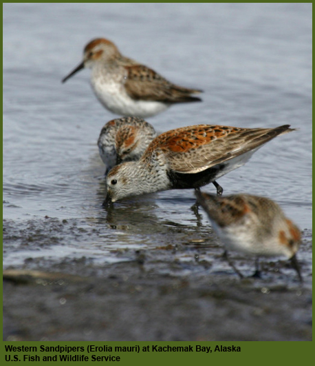 Western Sandpipers