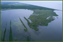 Louisiana wetland