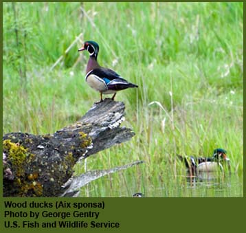 Wood ducks